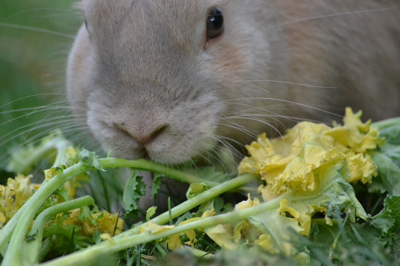 rabbit healthy eating healthy free photo