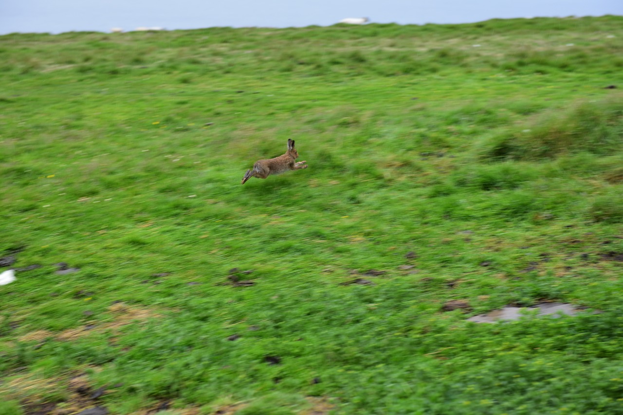 rabbit hare ireland free photo