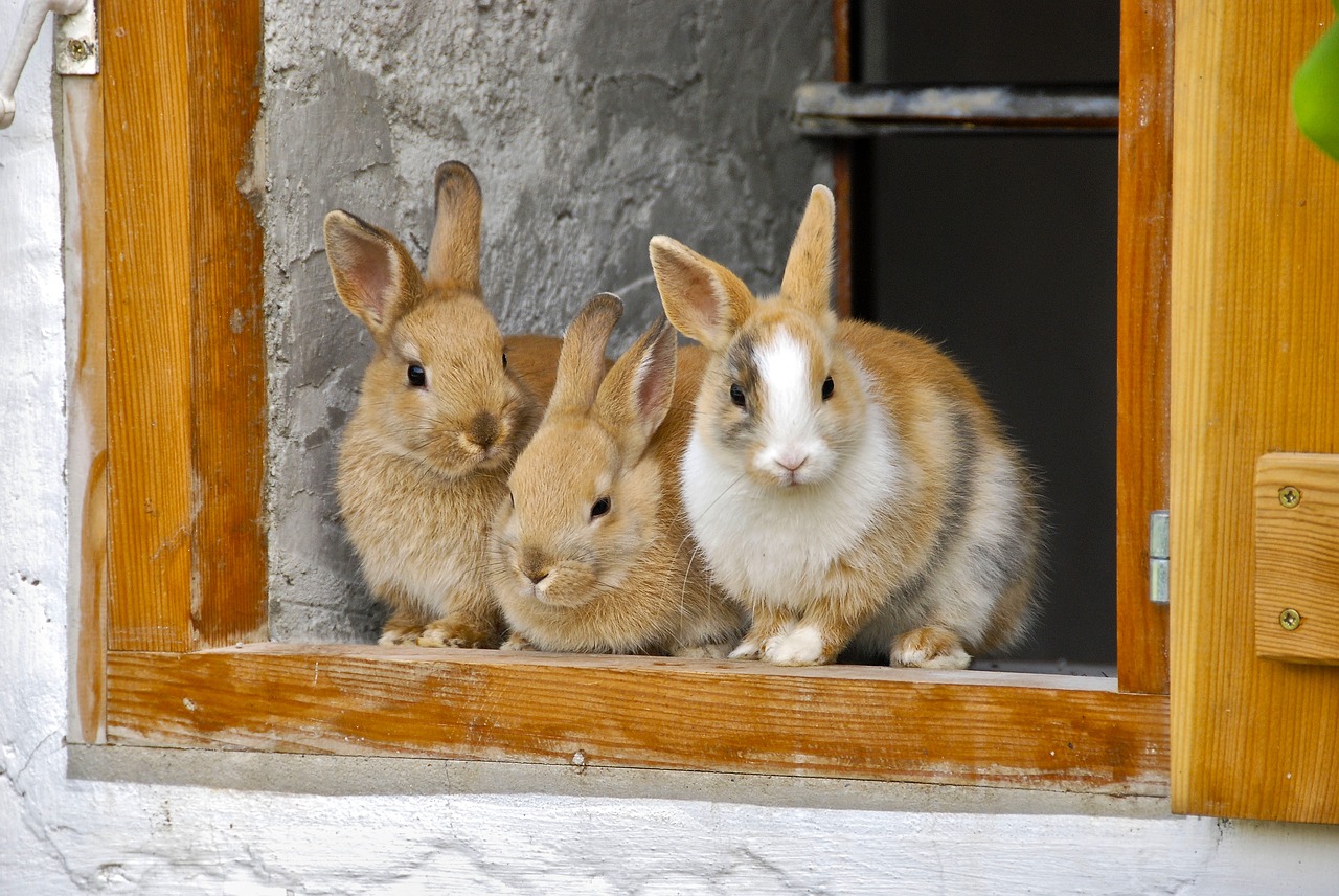 rabbit farm window free photo