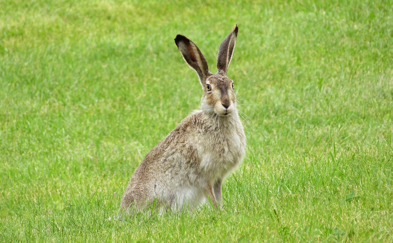 rabbit bunny hare free photo