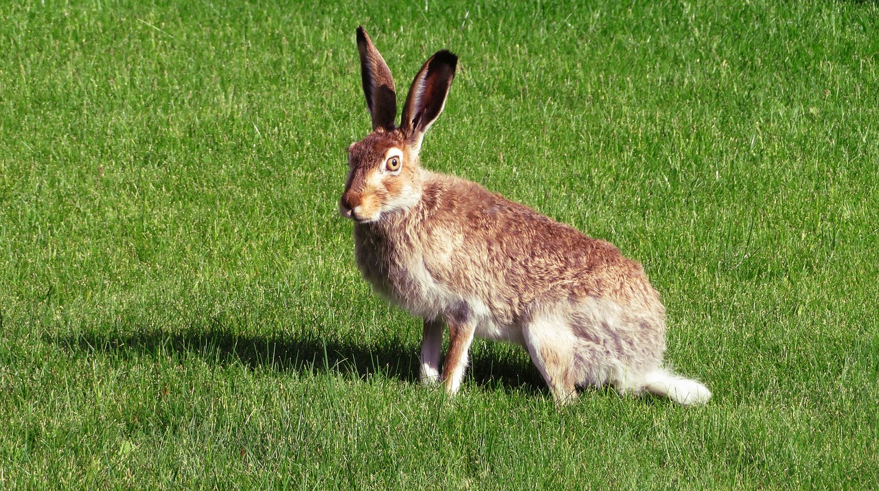 rabbit hare bunny free photo