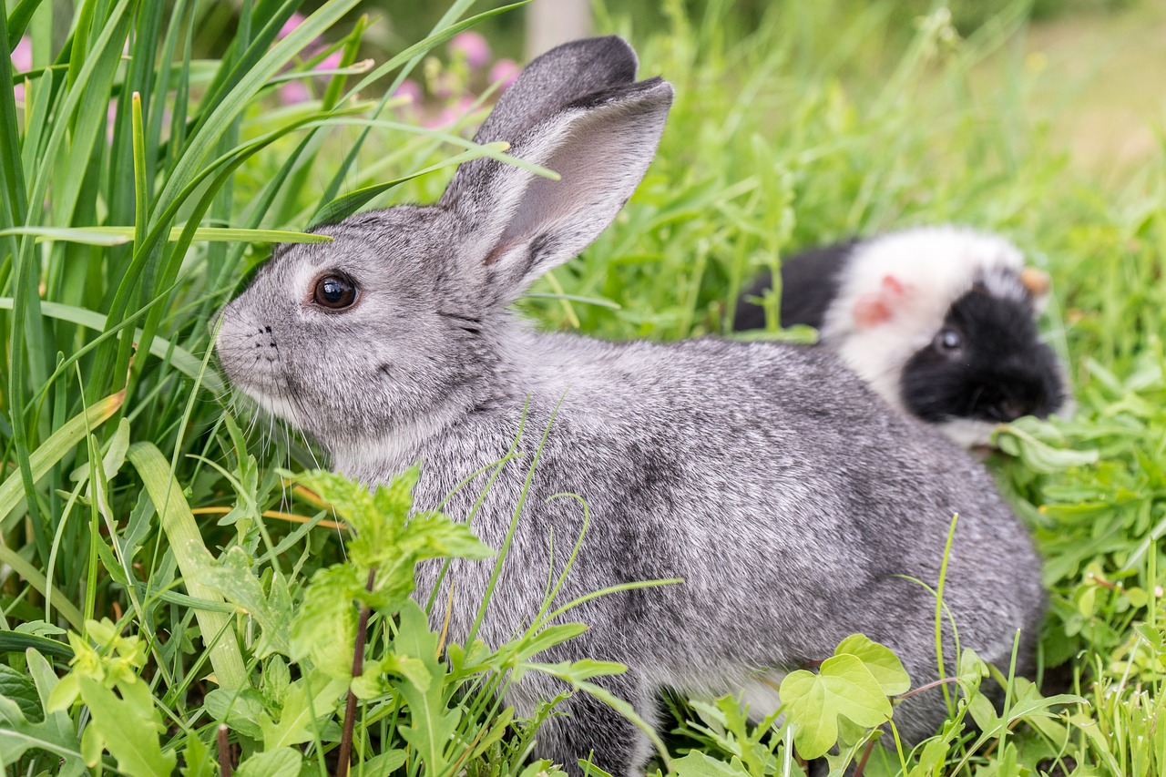 rabbit guinea pig pet free photo