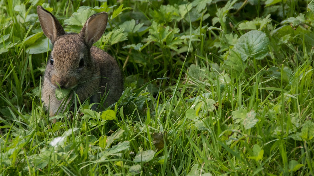 rabbit meadow park free photo