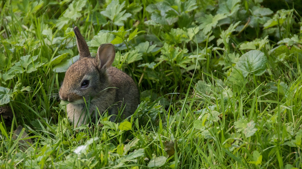 rabbit meadow park free photo