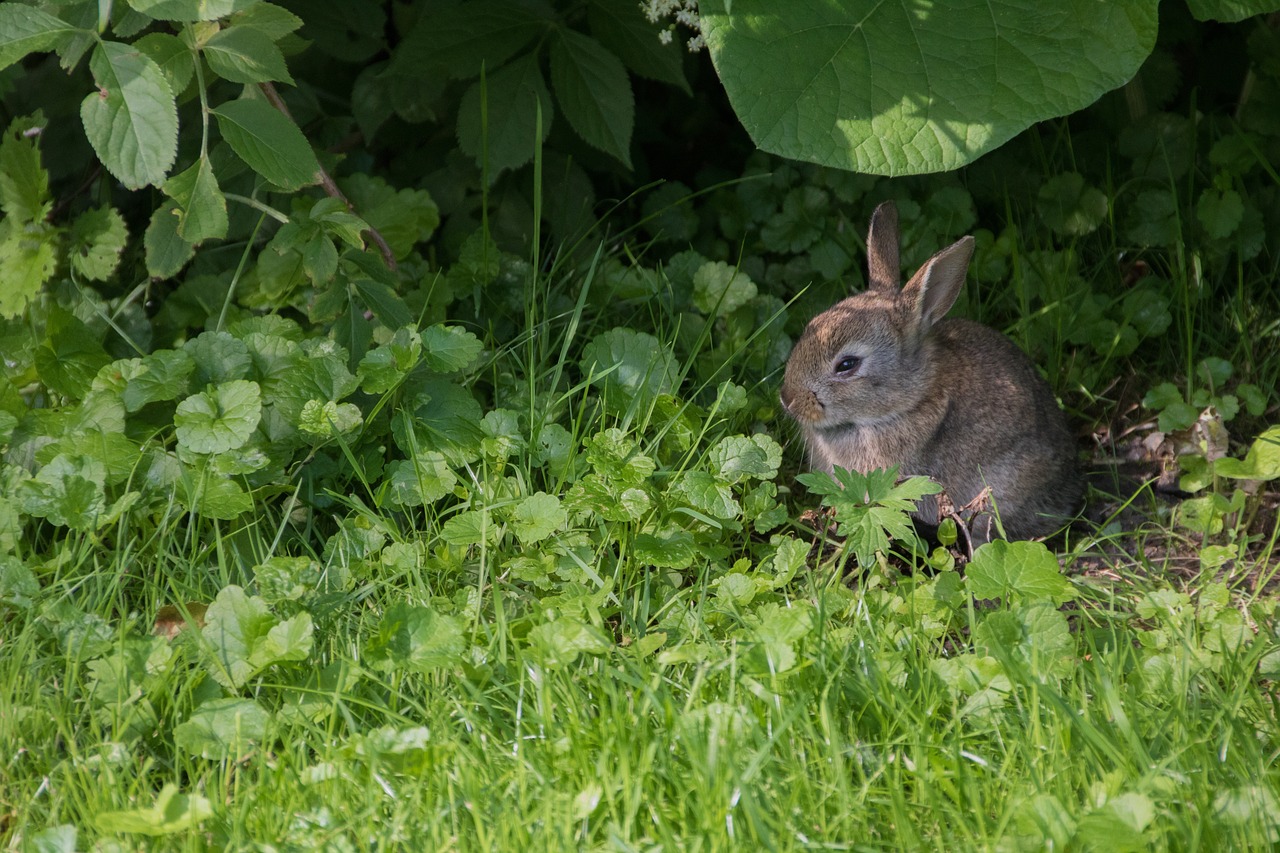 rabbit meadow park free photo