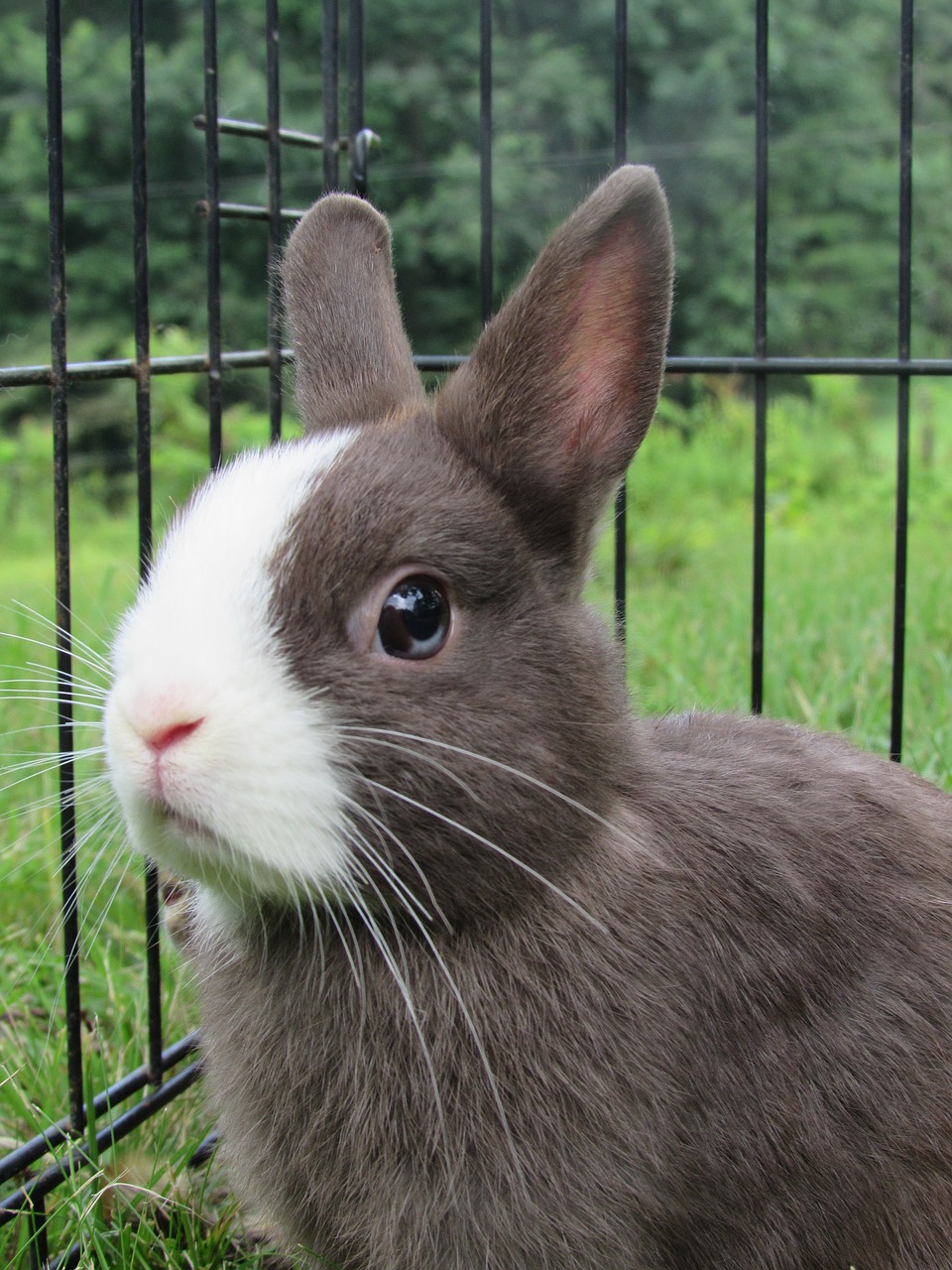 rabbit bunny netherlands dwarf free photo