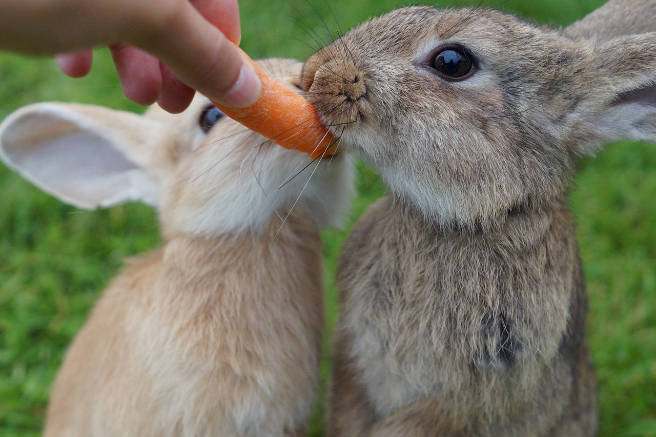 rabbit eat carrot free photo