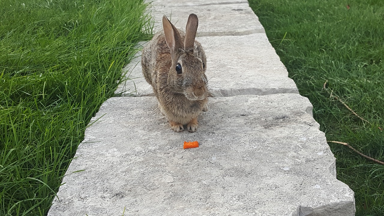 rabbit bunny carrot free photo