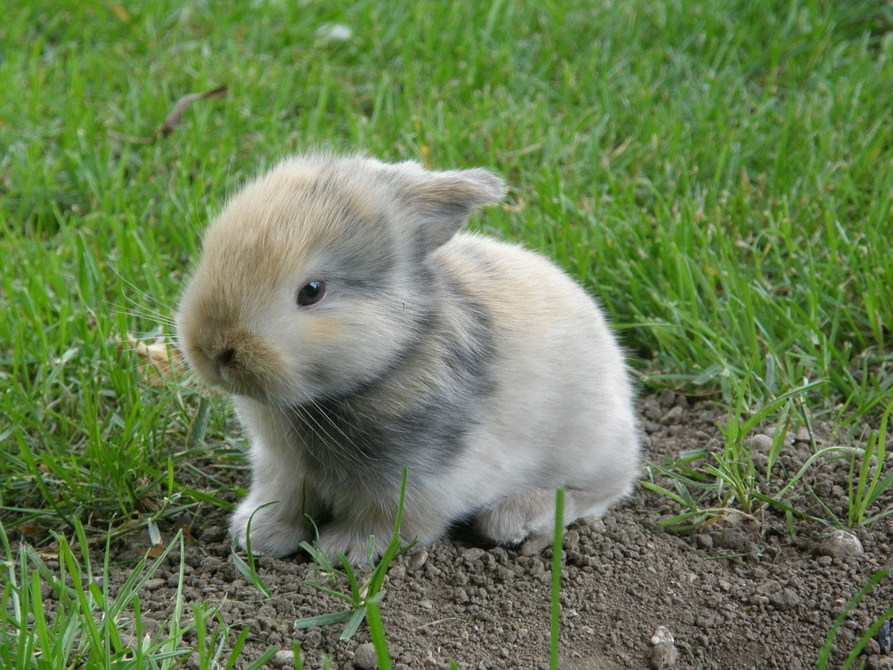 rabbit baby hare free photo