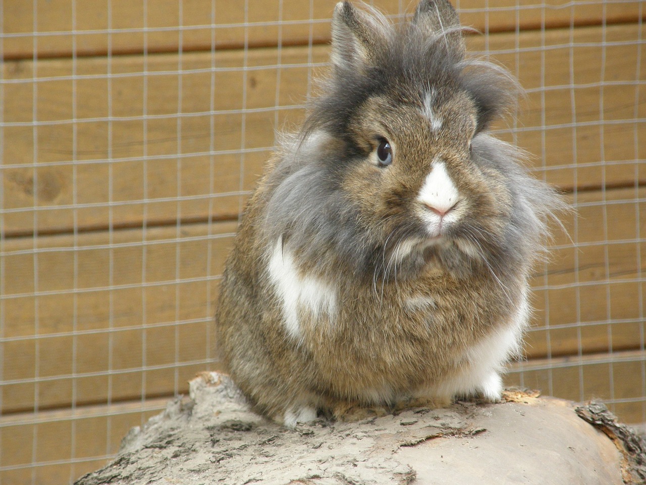 rabbit hare lion head free photo