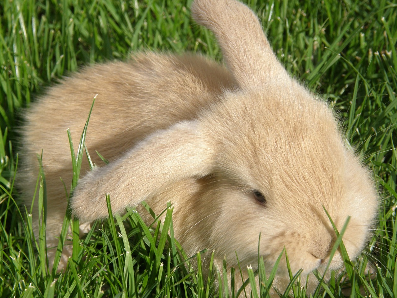 rabbit hare baby free photo