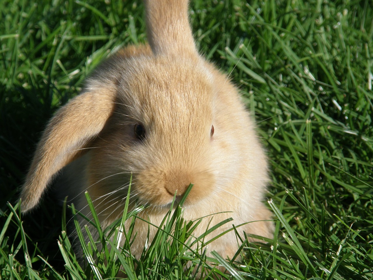 rabbit hare floppy ear free photo