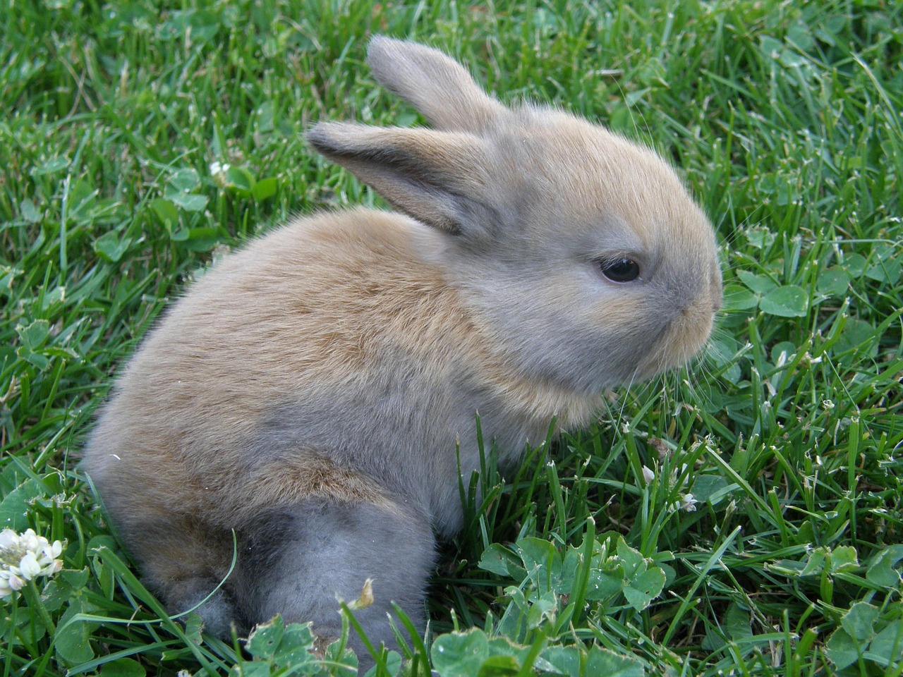 rabbit baby pet free photo