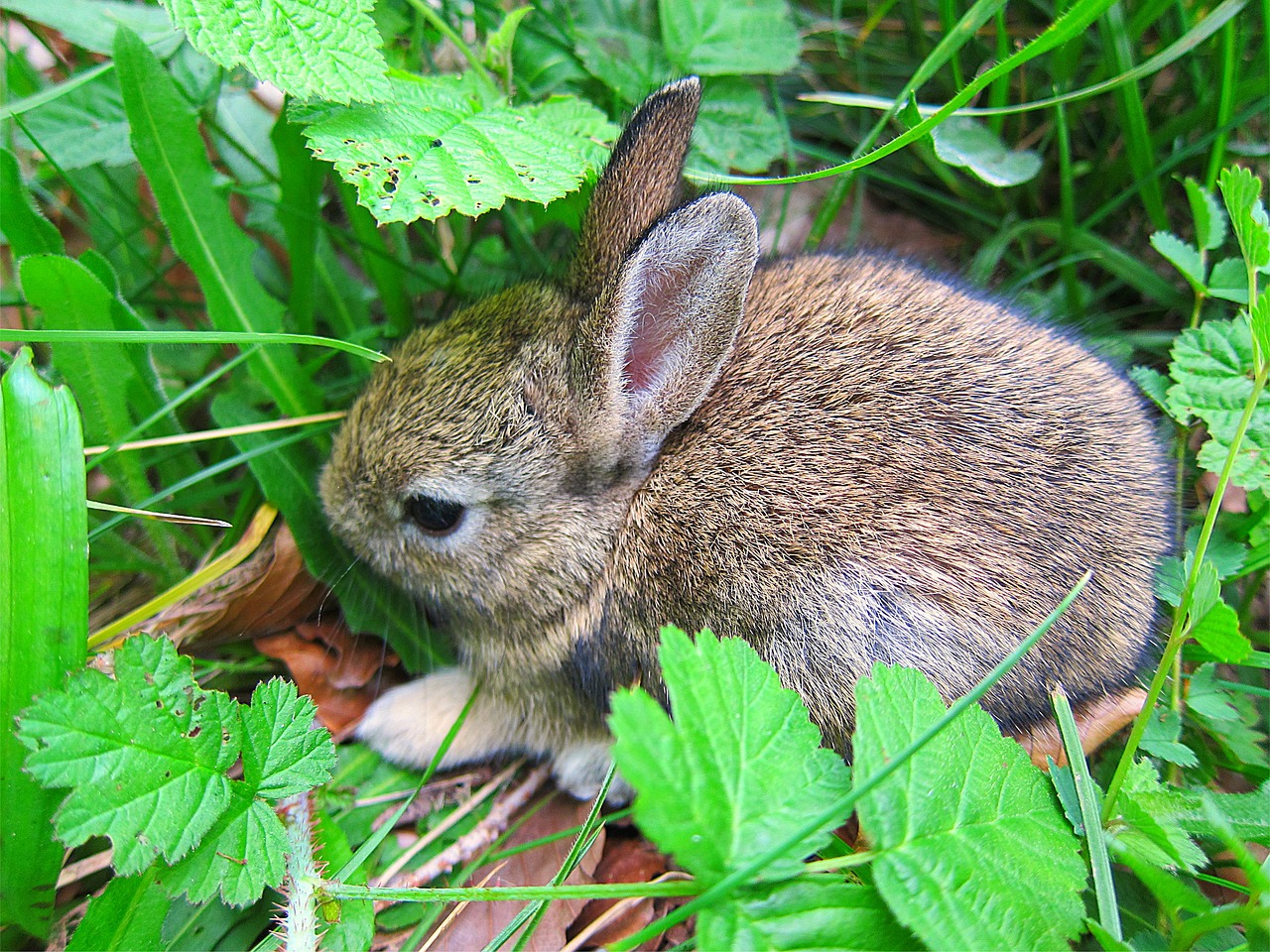 rabbit baby kit free photo