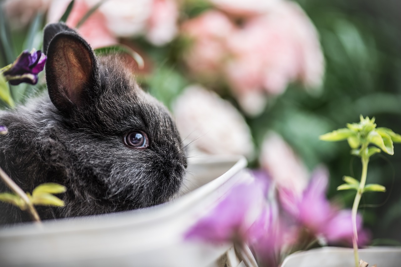 rabbit pet animal free photo