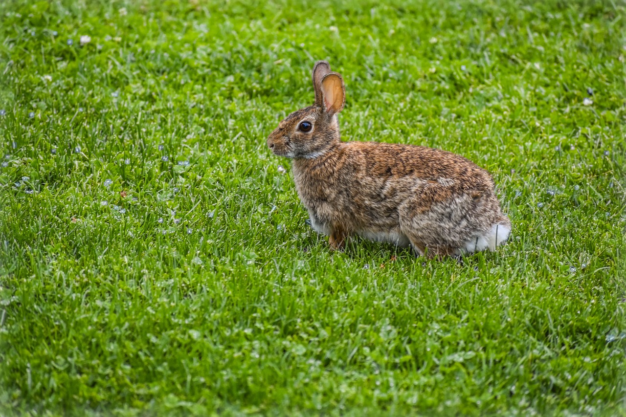 rabbit nature animal free photo