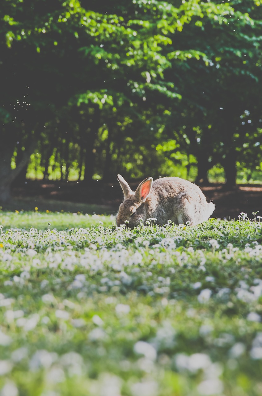 rabbit pet animal free photo