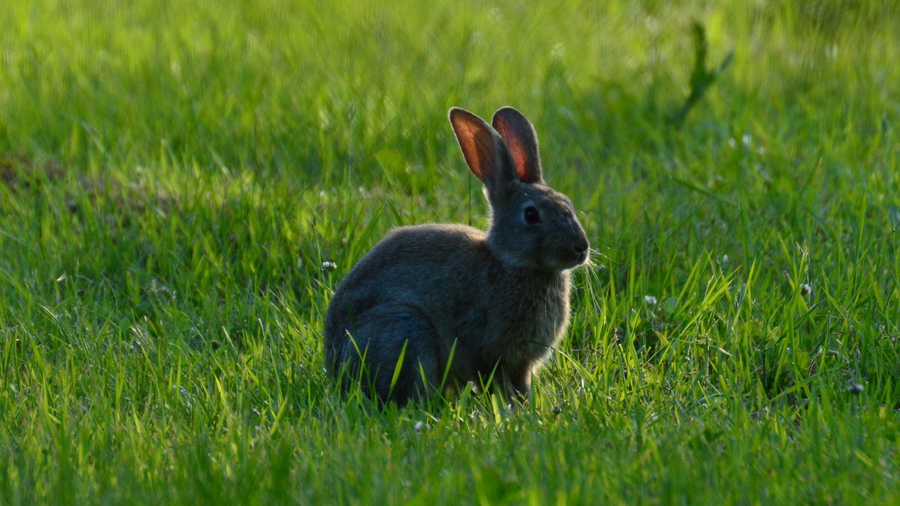 rabbit wild grass free photo