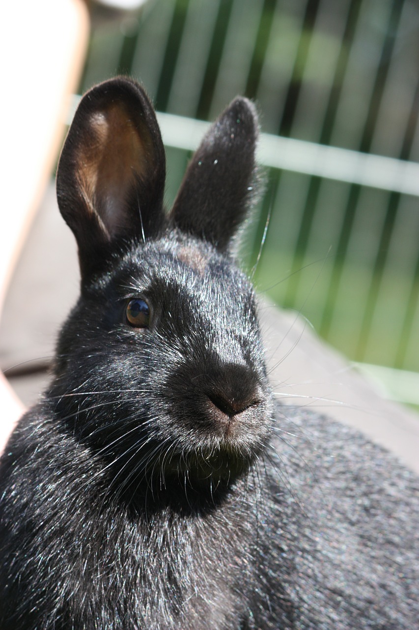 rabbit munchkins hare free photo