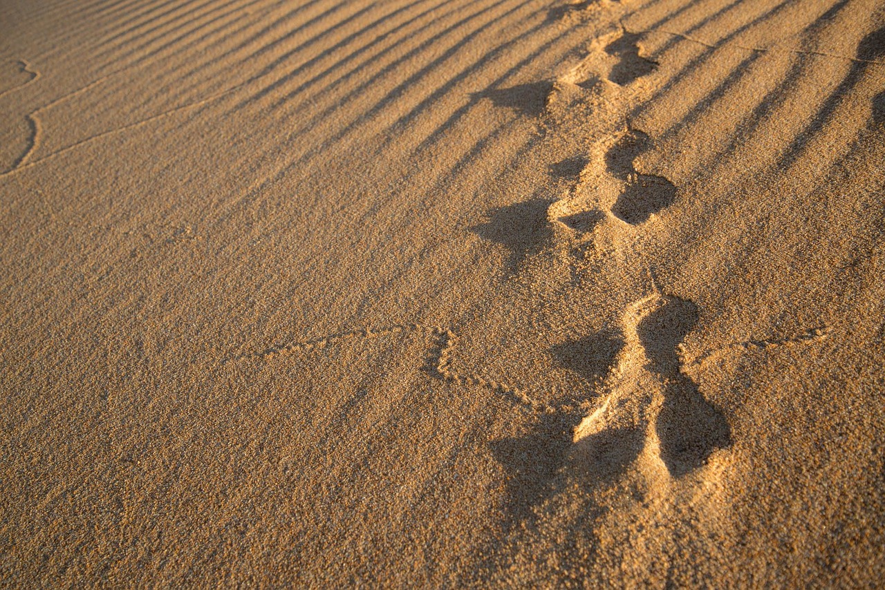 rabbit tracks sand free photo