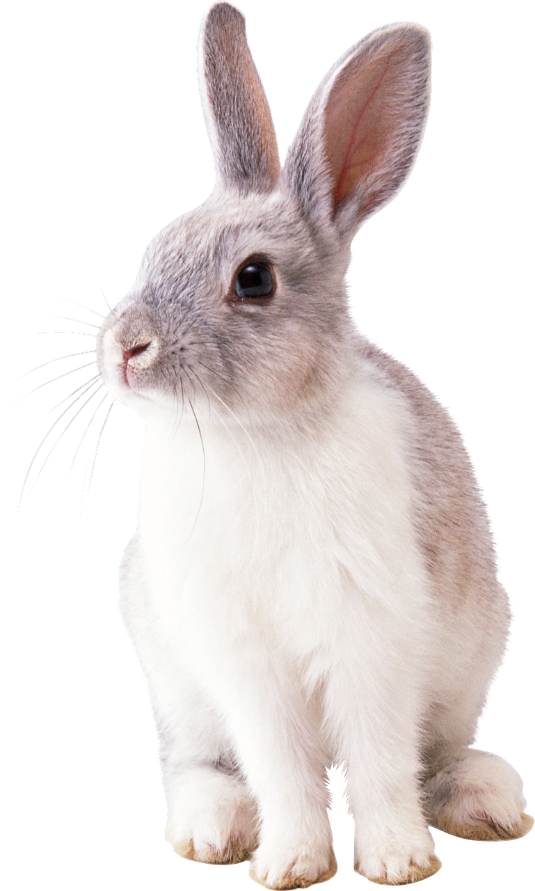 rabbit animal nature free photo