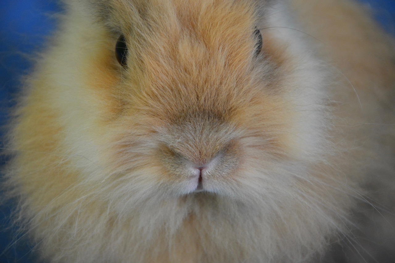 rabbit nose face free photo