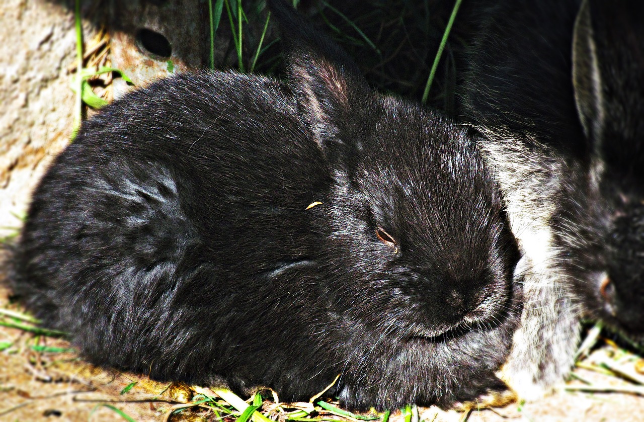 rabbit black bunny free photo