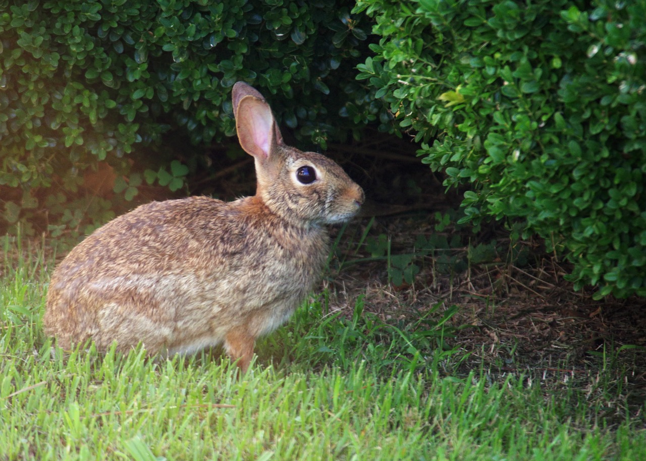 rabbit grass nature free photo