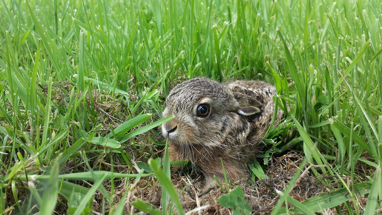 rabbit lapereau hare free photo