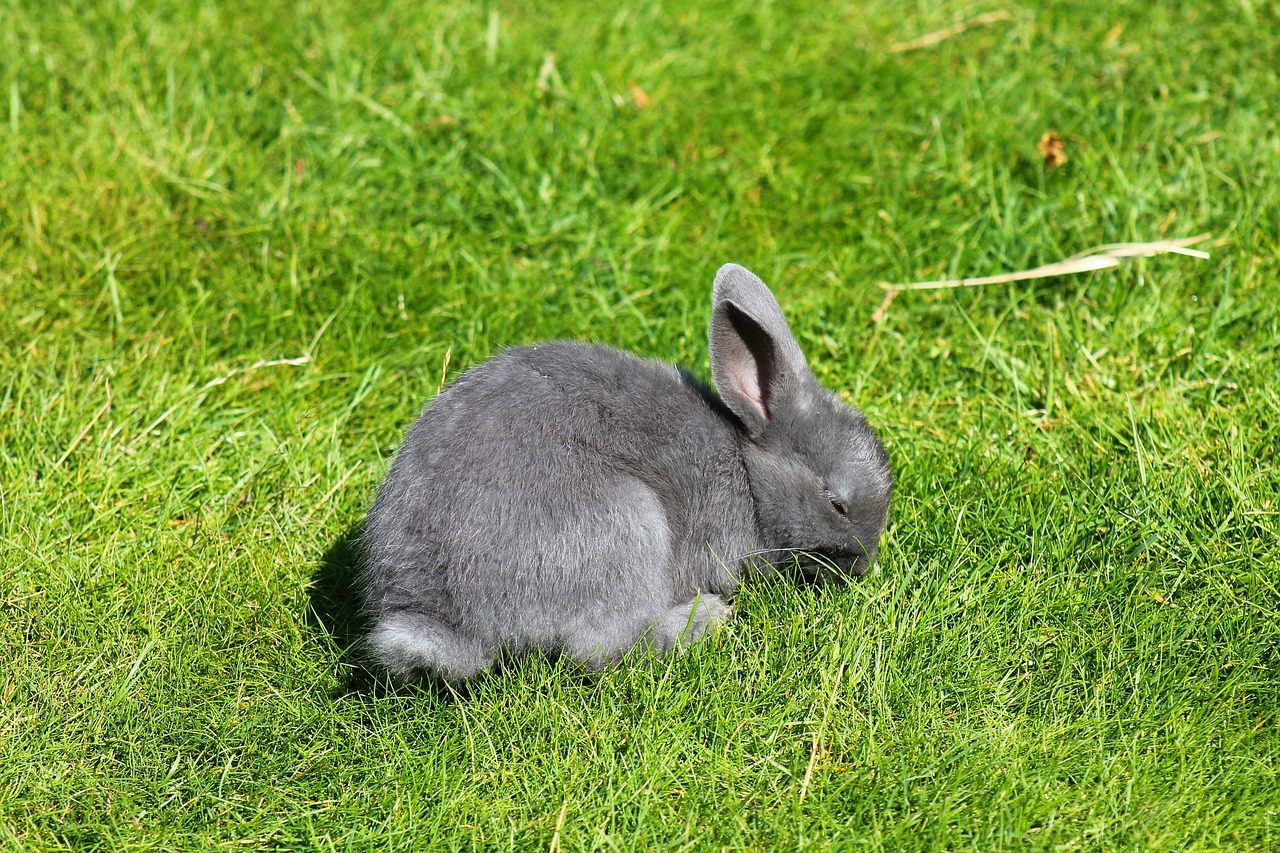 rabbit grey floppy ear free photo