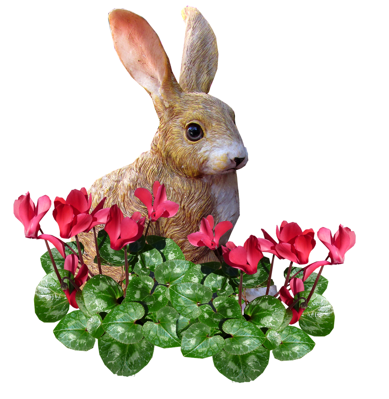 rabbit in cyclamen free photo