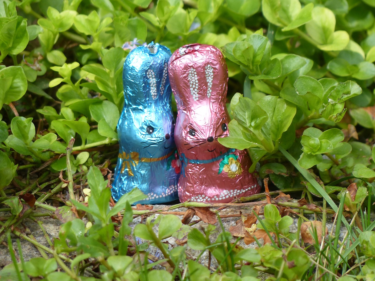 rabbit easter spring free photo