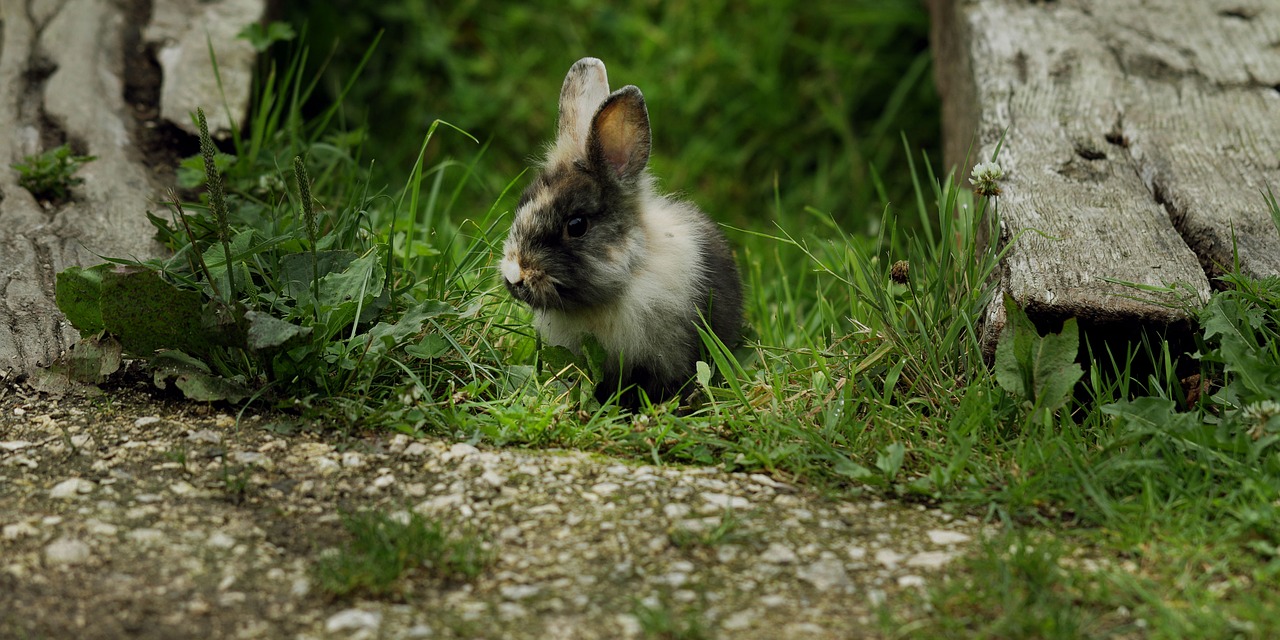 rabbit wild nature free photo