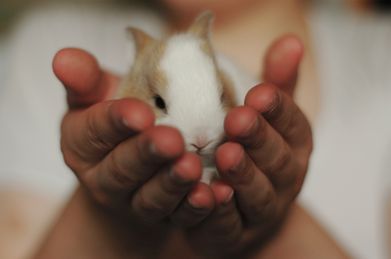 rabbit small bunny free photo