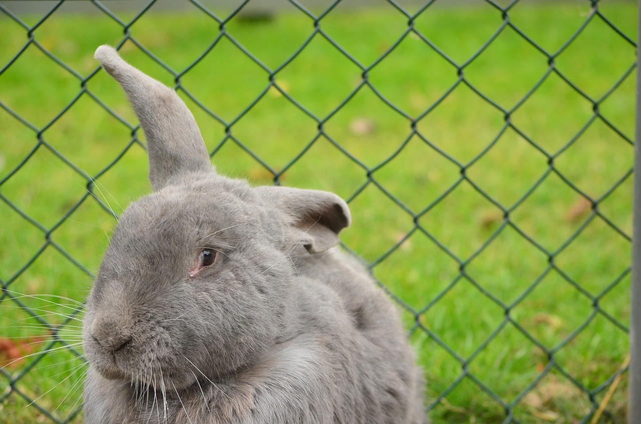 rabbit ear to luis free photo