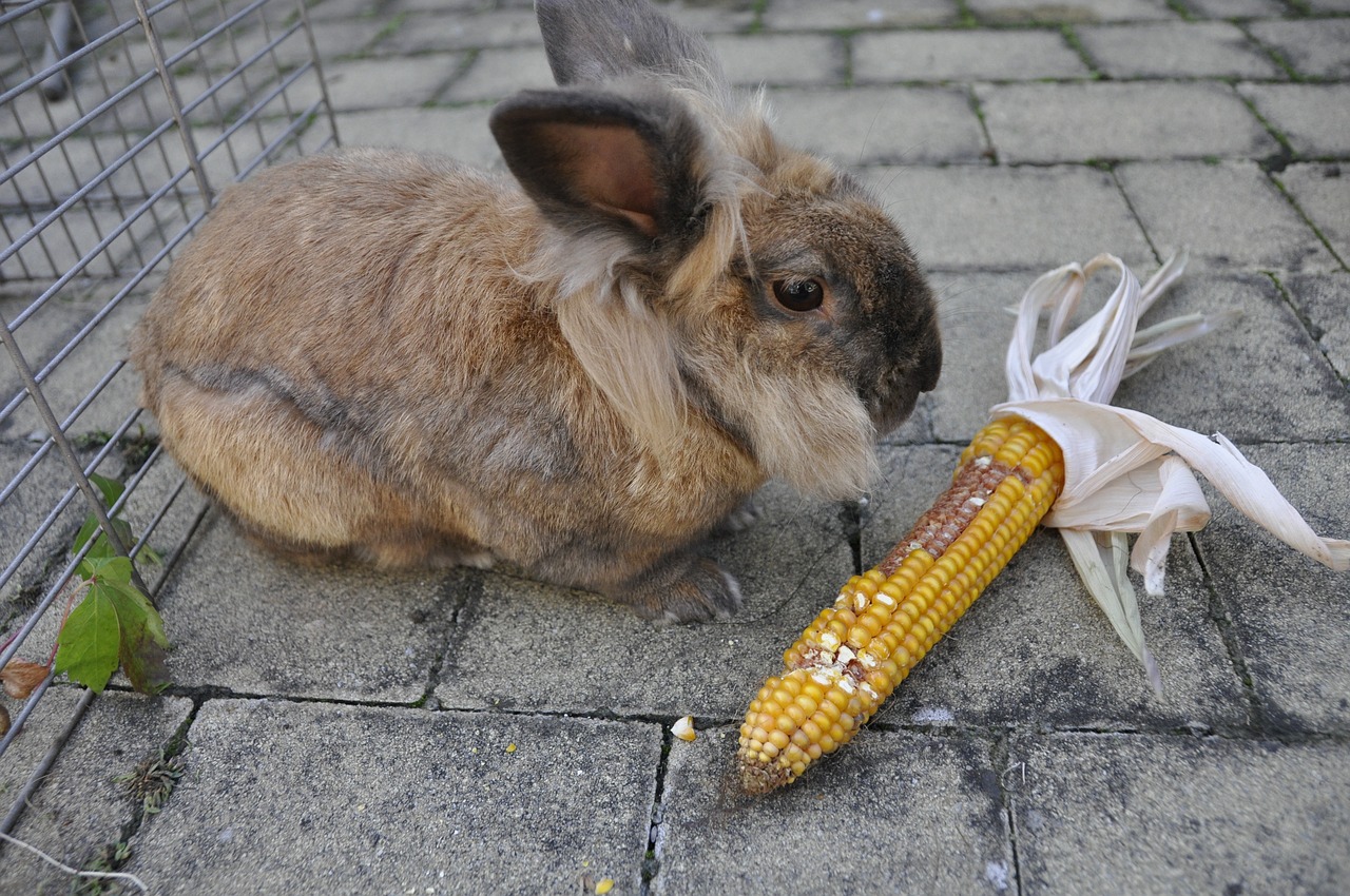 rabbit corn vegetables free photo