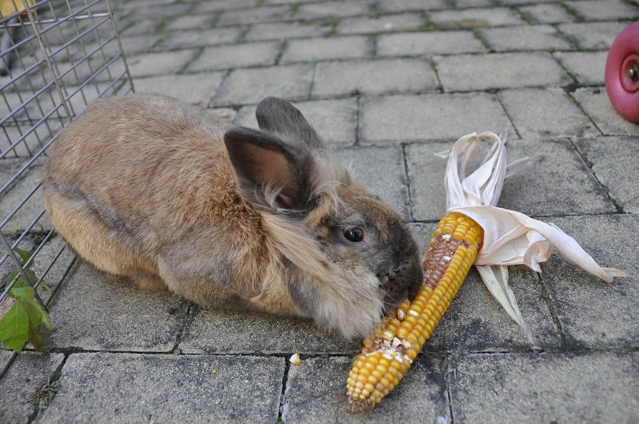 rabbit corn vegetables free photo