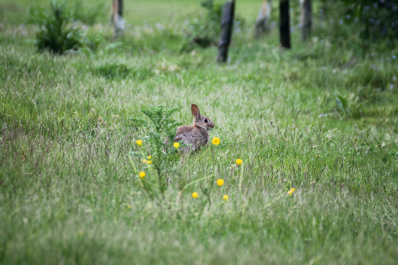 rabbit park field free photo