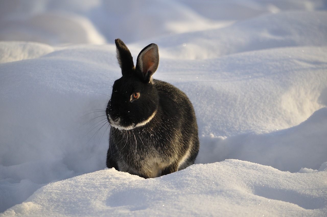 rabbit winter snow free photo