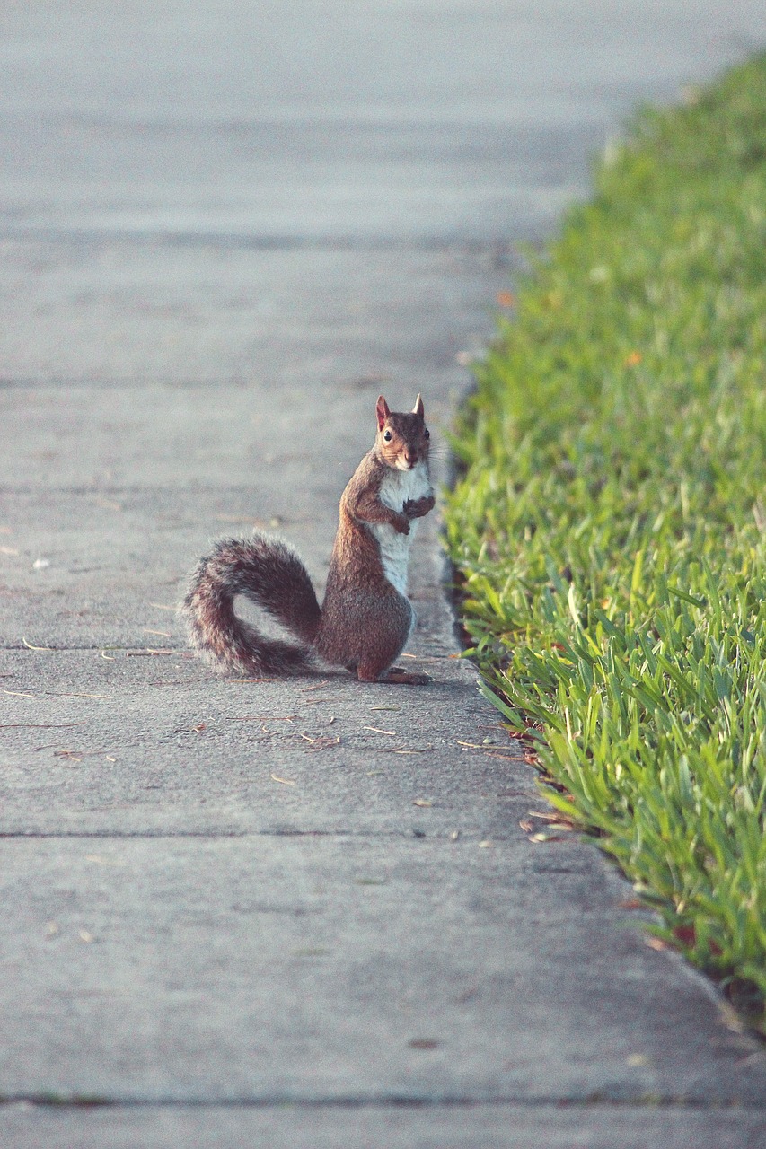 rabbit park outdoor free photo