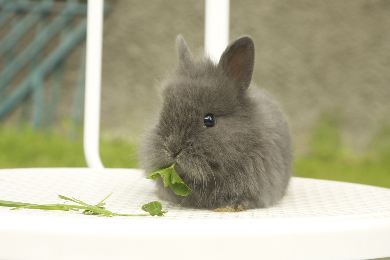 rabbit animals cute free photo