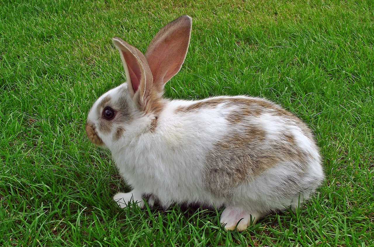 rabbit lawn furry free photo