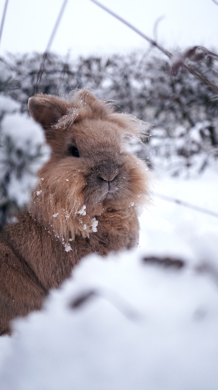 rabbit winter snow free photo