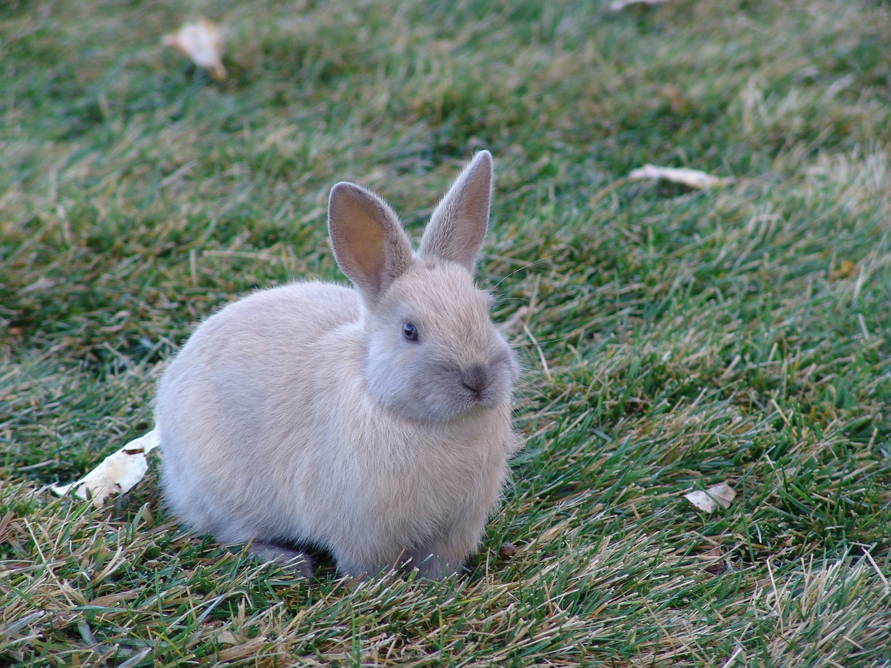 rabbit grass cute free photo