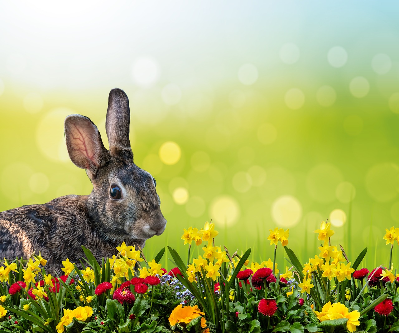 rabbit hare easter free photo