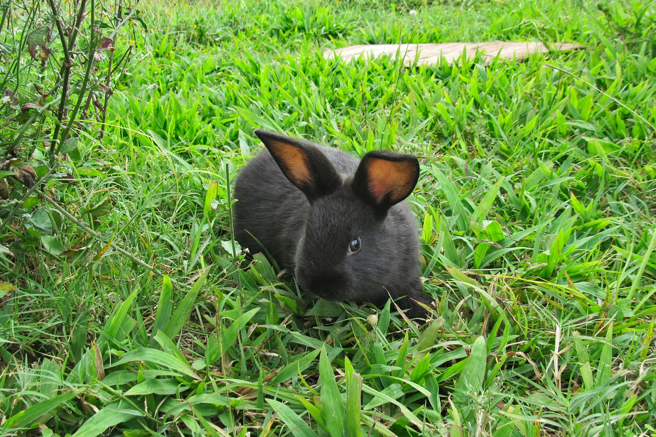 rabbit bunny grass free photo