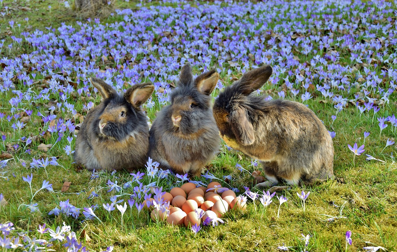 rabbit easter easter bunny free photo