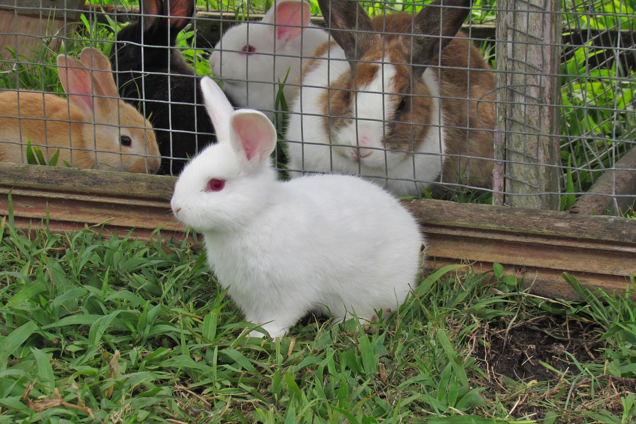 rabbit cute bunny free photo