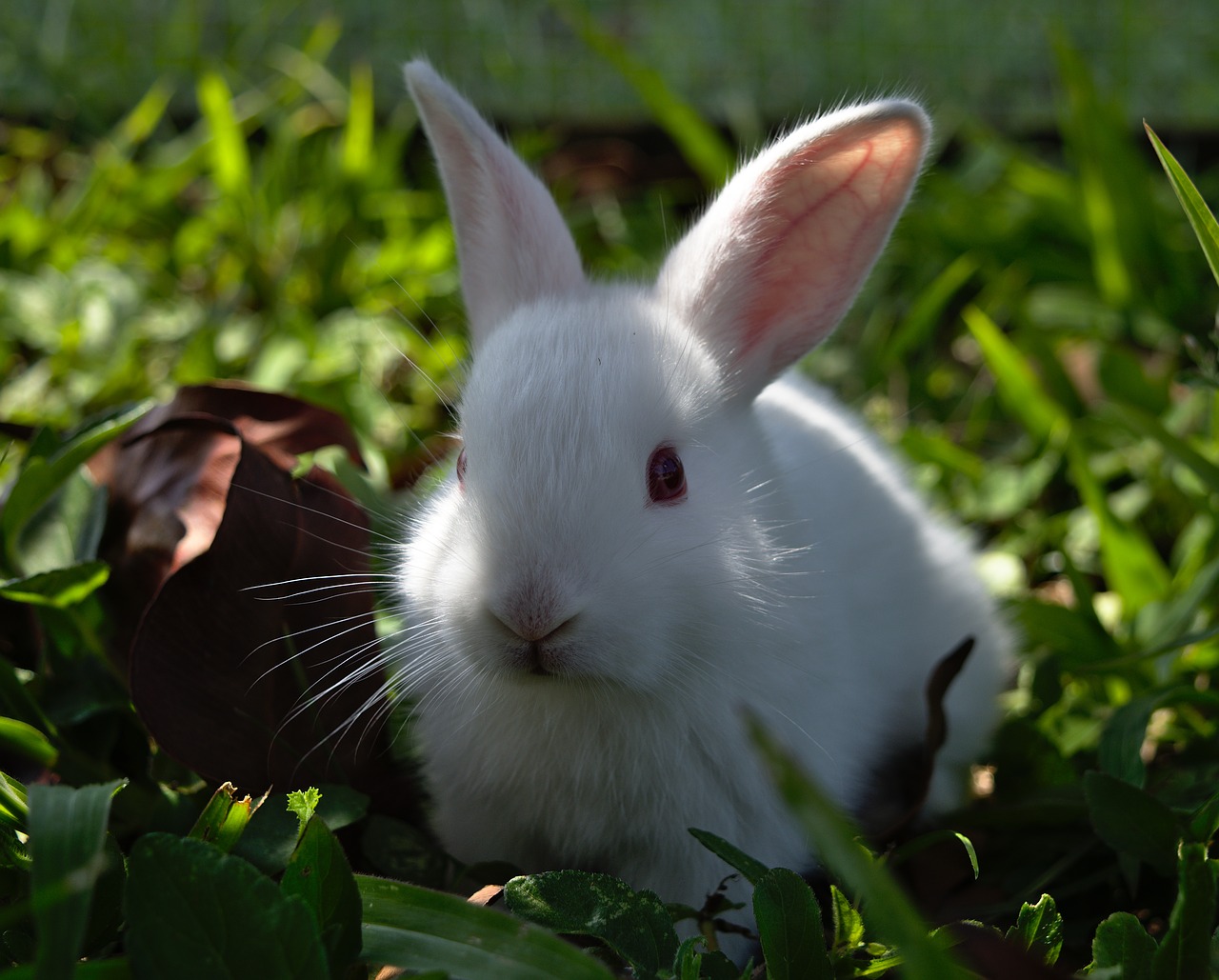 rabbit bunny hare free photo