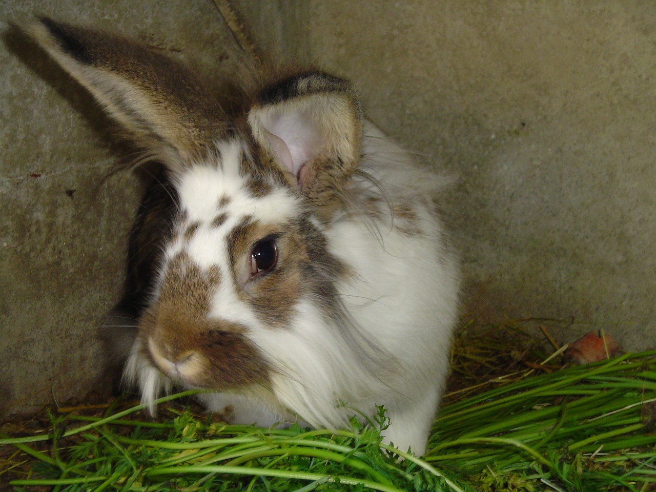 rabbit animal grass free photo